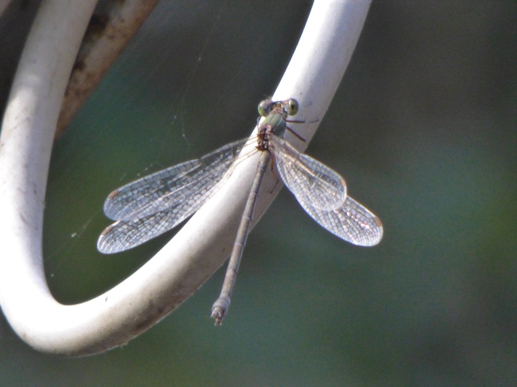 Libellula da identificare: Chalcolestes sp.